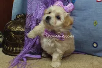Ella Mae, a female Maltipoo for sale in West Plains, MO – 3 of 10