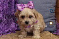 Ella Mae, a female Maltipoo for sale in West Plains, MO – 6 of 10