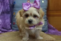 Ella Mae, a female Maltipoo for sale in West Plains, MO – 4 of 10