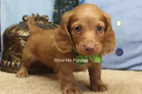 Isaac, a male Miniature Dachshund for sale in West Plains, MO – 10 of 10
