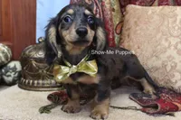 Josie, a female Miniature Dachshund for sale in West Plains, MO – 4 of 9