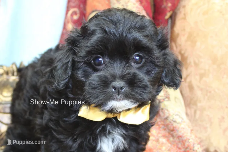 Eddie – Maltipoo puppy for sale in West Plains, MO
