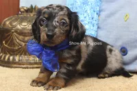 Newt, a male Miniature Dachshund for sale in West Plains, MO – 5 of 8