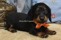 Luther, a male Miniature Dachshund for sale in West Plains, MO – 5 of 10