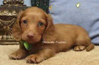 Isaac, a male Miniature Dachshund for sale in West Plains, MO – 3 of 10