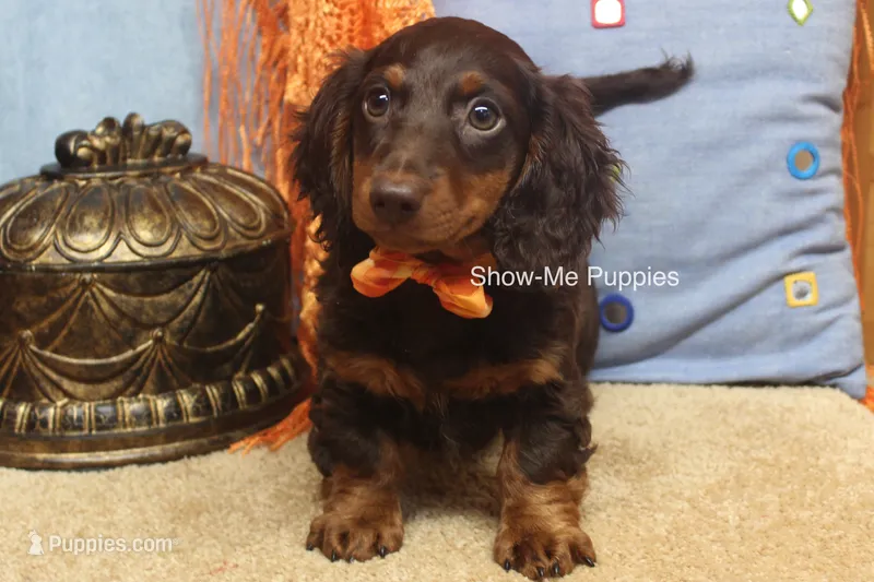 Franky – Miniature Dachshund puppy for sale in West Plains, MO