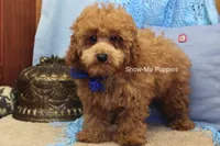 Karter, a male Poodle - Toy  for sale in West Plains, MO – 4 of 9