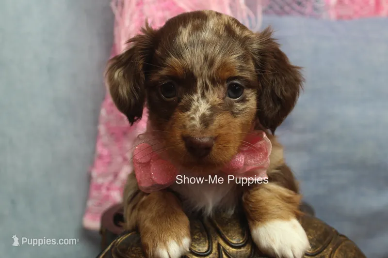 Harper – Miniature Dachshund puppy for sale in West Plains, MO