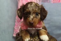 Harper, a female Miniature Dachshund for sale in West Plains, MO – 1 of 9