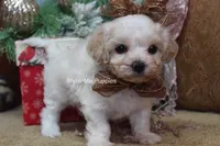 Merri, a female Maltipoo for sale in West Plains, MO – Photo 3 of 10