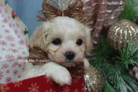 Merri, a female Maltipoo for sale in West Plains, MO – Photo 1 of 10