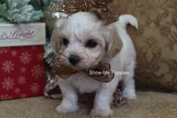 Merri, a female Maltipoo for sale in West Plains, MO – Photo 8 of 10