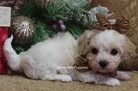 Merri, a female Maltipoo for sale in West Plains, MO – Photo 9 of 10