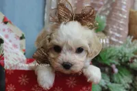 Merri, a female Maltipoo for sale in West Plains, MO – Photo 6 of 10