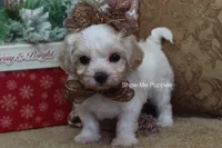 Merri, a female Maltipoo for sale in West Plains, MO – Photo 2 of 10