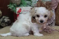 Merri, a female Maltipoo for sale in West Plains, MO – Photo 7 of 10