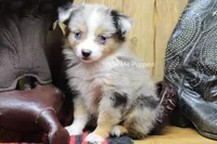 Tammi, a female Miniature Australian Shepherd and Toy Australian Shepherd for sale in West Plains, MO – 1 of 10