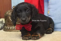 Lucas, a male Miniature Dachshund for sale in West Plains, MO – 8 of 8