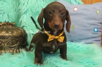 Manny, a male Miniature Dachshund for sale in West Plains, MO – 9 of 10