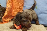 Herbie, a male Miniature Dachshund for sale in West Plains, MO – 5 of 10