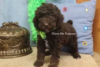 Marshal, a male Poodle - Miniature  for sale in West Plains, MO – 6 of 9