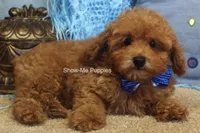 Karter, a male Poodle - Toy  for sale in West Plains, MO – 7 of 10