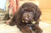 Marshal, a male Poodle - Miniature  for sale in West Plains, MO – 10 of 10