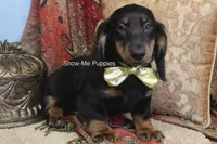 Luther, a male Miniature Dachshund for sale in West Plains, MO – 5 of 9
