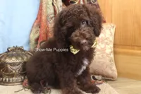 Marshal, a male Poodle - Miniature  for sale in West Plains, MO – 2 of 10
