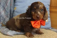 Mikey, a male Miniature Dachshund for sale in West Plains, MO – 7 of 10