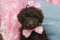Maisie, a female Poodle - Miniature  for sale in West Plains, MO – 1 of 9