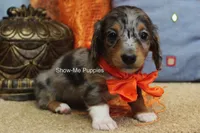 Levi, a male Miniature Dachshund for sale in West Plains, MO – 5 of 10