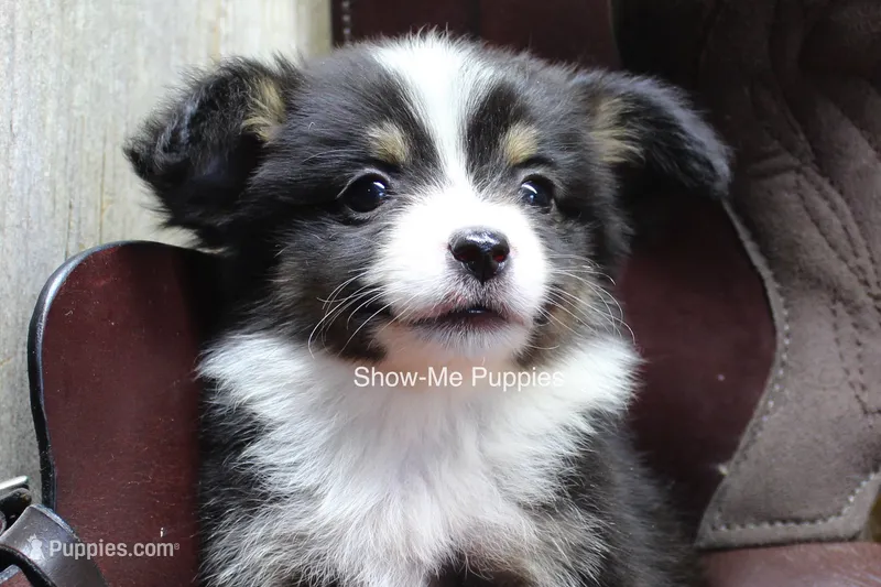 Tina – Miniature Australian Shepherd, Toy Australian Shepherd puppy for sale in West Plains, MO