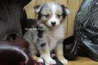 Tammi, a female Miniature Australian Shepherd and Toy Australian Shepherd for sale in West Plains, MO – 4 of 10