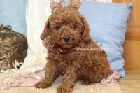Keira, a female Poodle - Toy  for sale in West Plains, MO – 4 of 9