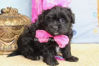 Enid, a female Maltipoo for sale in West Plains, MO – 8 of 10