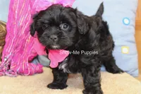 Enid, a female Maltipoo for sale in West Plains, MO – 9 of 10
