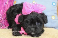 Enid, a female Maltipoo for sale in West Plains, MO – 6 of 10