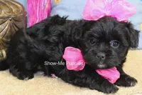 Enid, a female Maltipoo for sale in West Plains, MO – 7 of 10