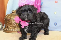 Enid, a female Maltipoo for sale in West Plains, MO – 2 of 10