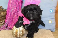 Enid, a female Maltipoo for sale in West Plains, MO – 4 of 10