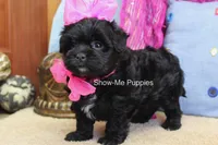 Enid, a female Maltipoo for sale in West Plains, MO – 10 of 10