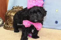 Enid, a female Maltipoo for sale in West Plains, MO – 3 of 10