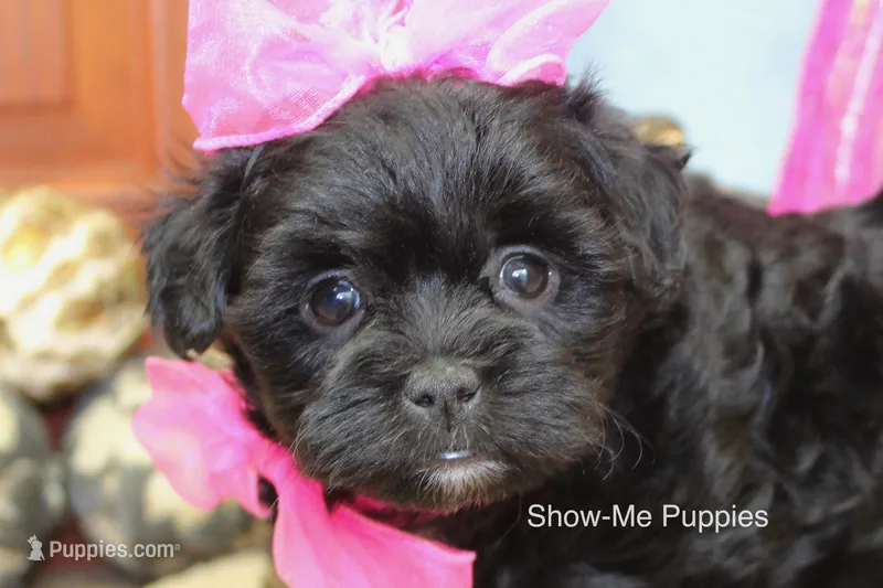 Enid – Maltipoo puppy for sale in West Plains, MO