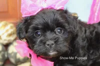 Enid, a female Maltipoo for sale in West Plains, MO – 1 of 10