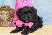 Enid, a female Maltipoo for sale in West Plains, MO – 5 of 10