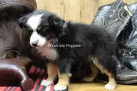 Trish, a female Miniature Australian Shepherd and Toy Australian Shepherd for sale in West Plains, MO – 7 of 10