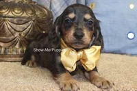 Joseph, a male Miniature Dachshund for sale in West Plains, MO – 5 of 8