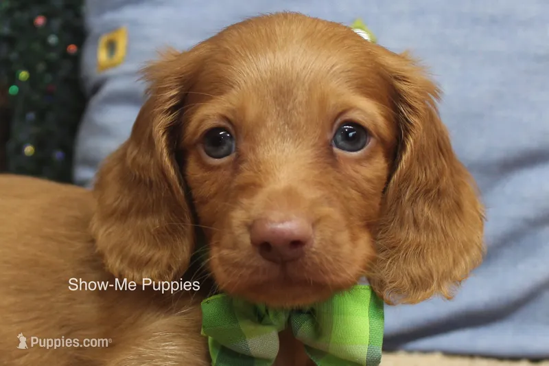 Isaac – Miniature Dachshund puppy for sale in West Plains, MO