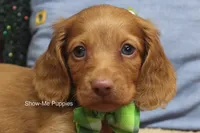 Isaac, a male Miniature Dachshund for sale in West Plains, MO – 1 of 10